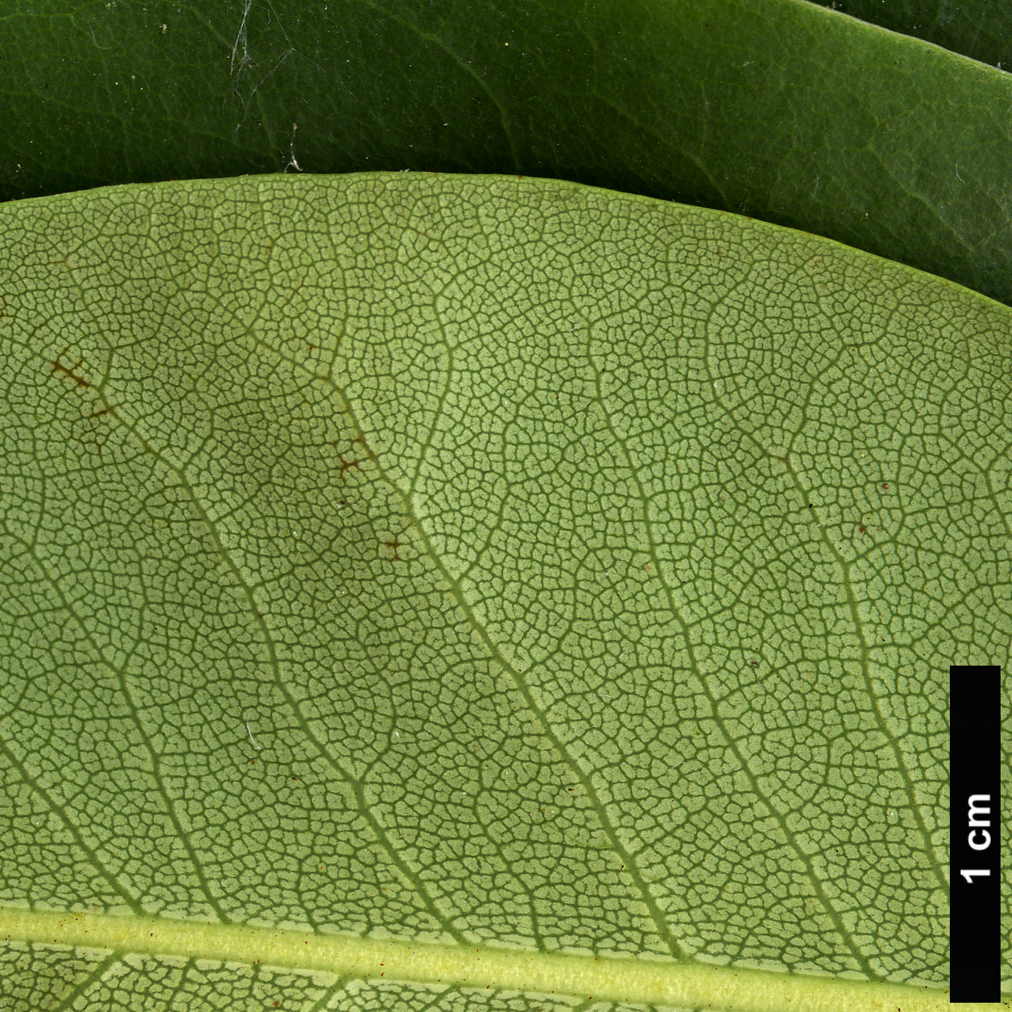 High resolution image: Family: Ericaceae - Genus: Rhododendron - Taxon: oreodoxa - SpeciesSub: var. fargesii High resolution image: Family: Ericaceae - Genus: Rhododendron - Taxon: oreodoxa - SpeciesSub: var. fargesii